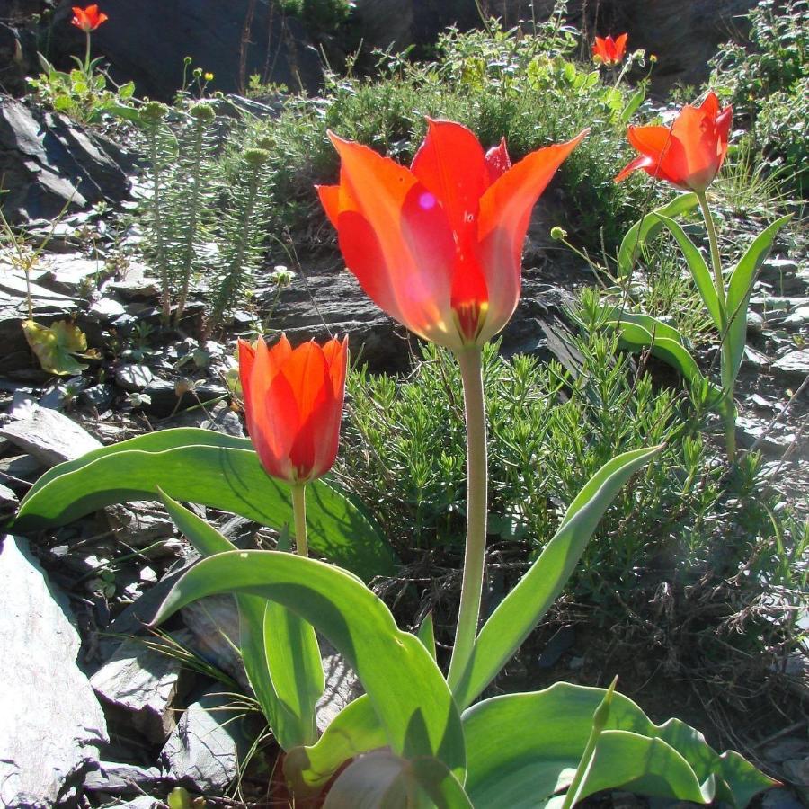 Hayat Guesthouse Nuratau Mountains Yukary-Ukhum 外观 照片